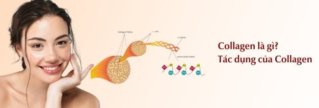 Collagen là gì và tác dụng của nó đối với da