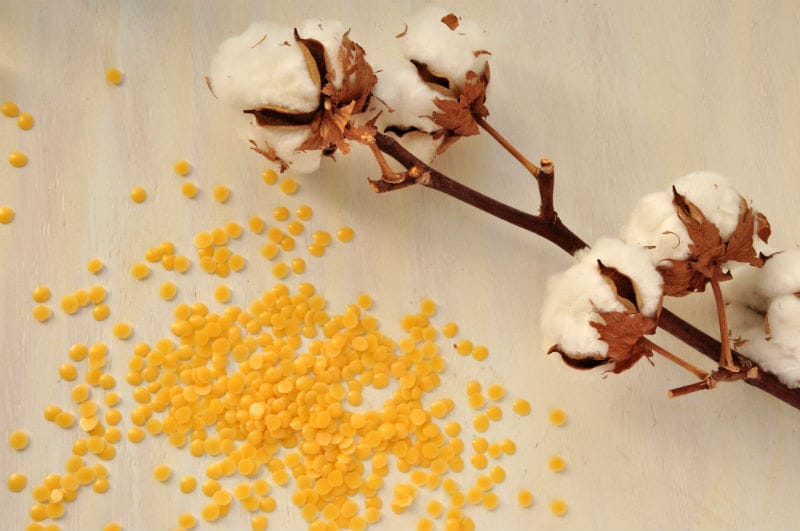 Đặc điểm và nguồn gốc của sáp Candelilla